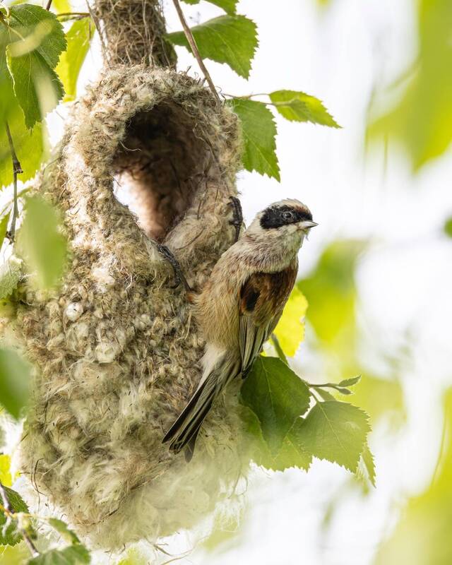 гнездо, ремез, птицы Ремез фото превью