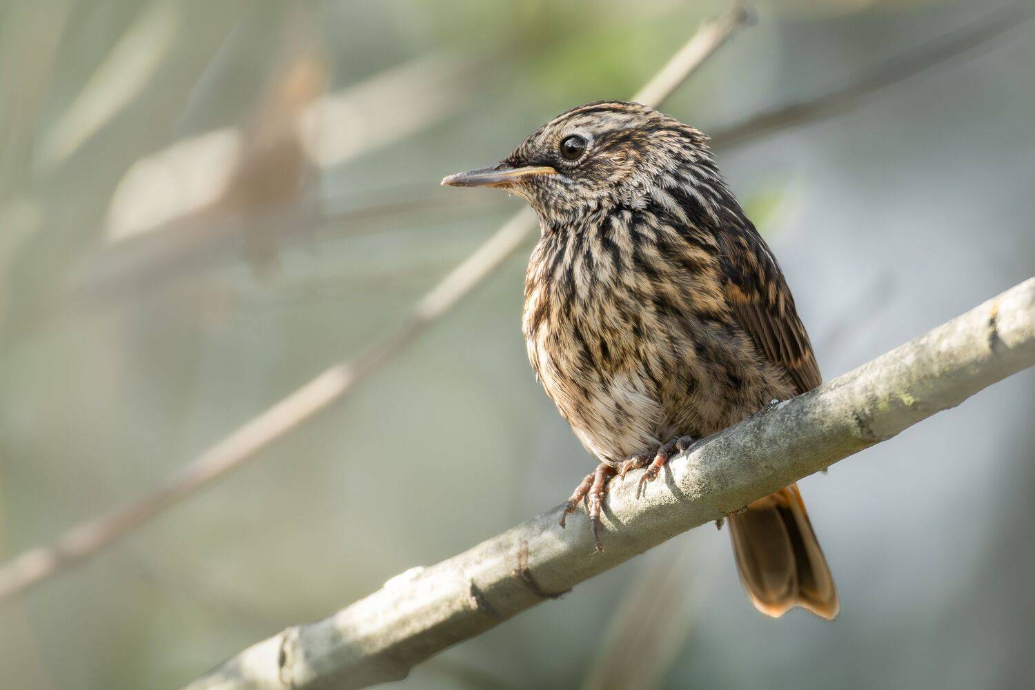 , Полина Шальнева
