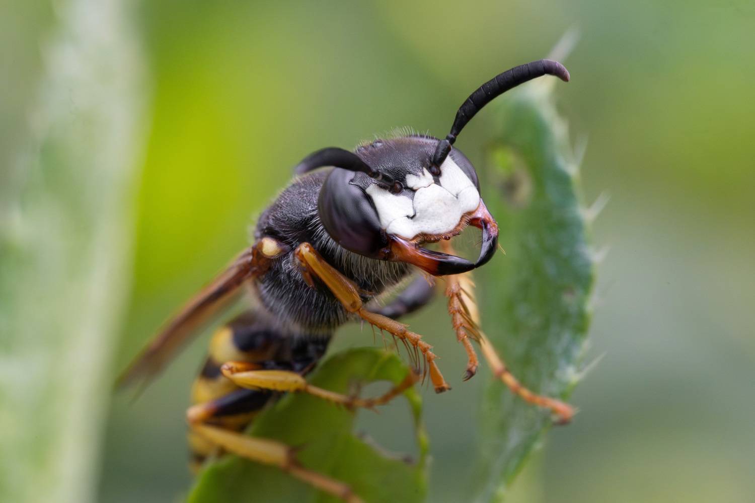 макро, насекомые, Ольга Таланцева