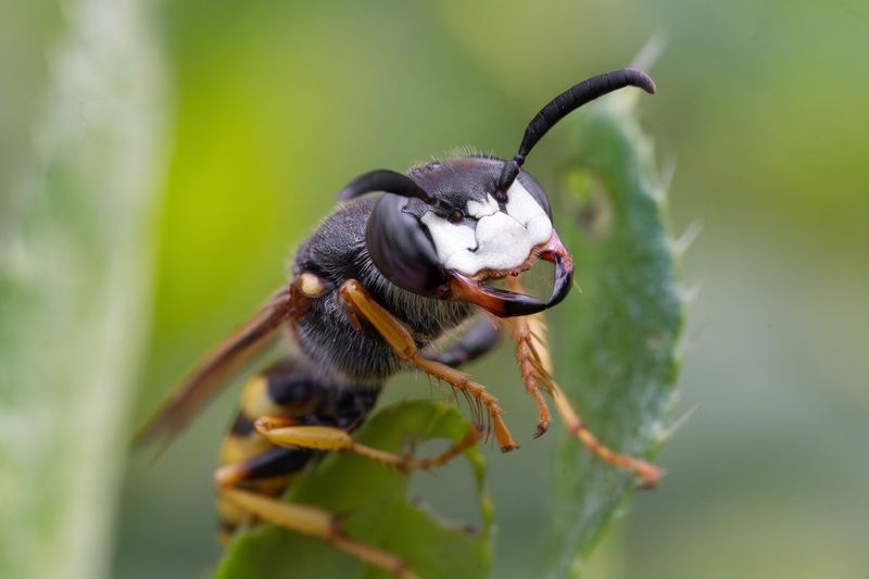 макро, насекомые cf. Пчелиный волк фото превью