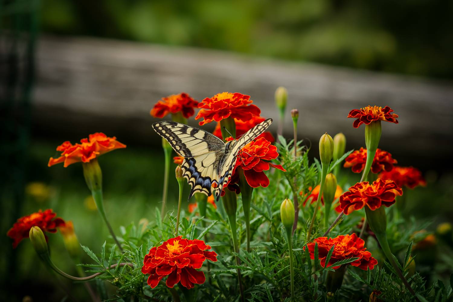 природа, Виктор Парщиков