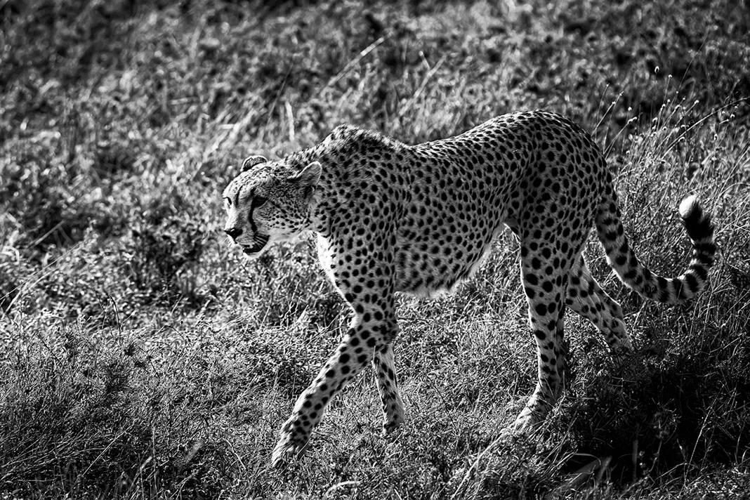 , Антипов Игорь