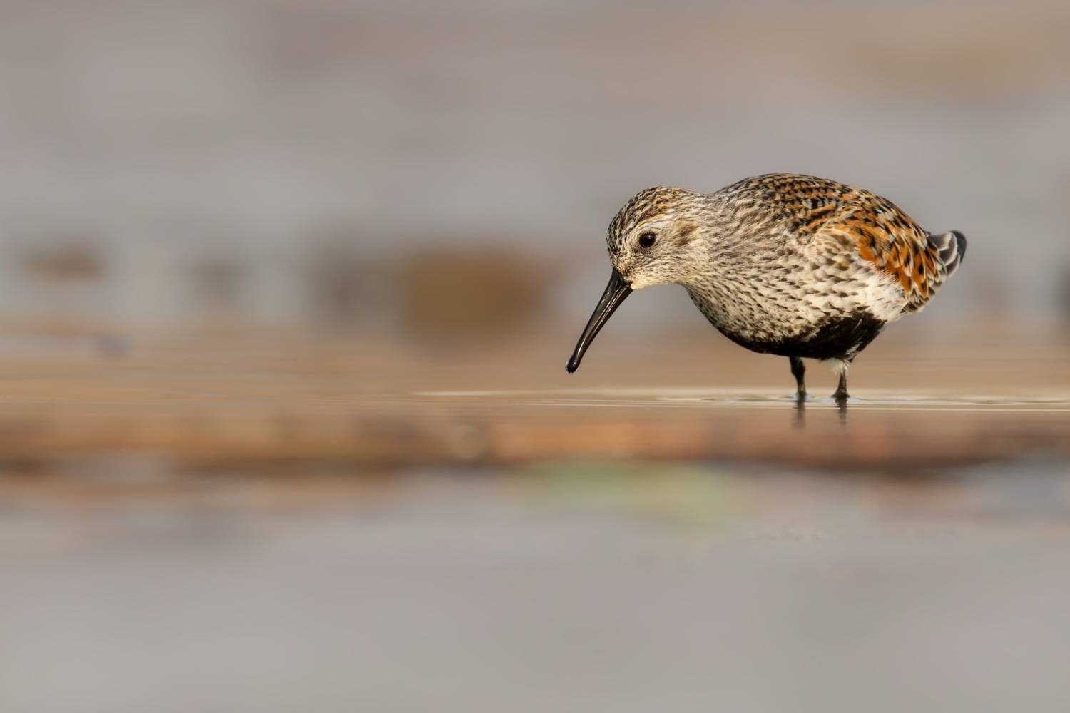 кулик, чернозобик, красная книга, птицы, Ruslan Pl