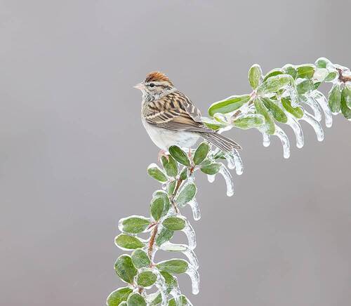 Chipping sparrow. Обыкновенная воробьиная овсянка