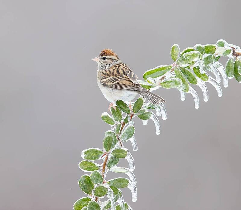 chipping sparrow, sparrow, воробьиная овсянка, овсянка, птицы, зима, winter, birds, winter bird, cold, wild, nature Chipping sparrow. Обыкновенная воробьиная овсянка фото превью