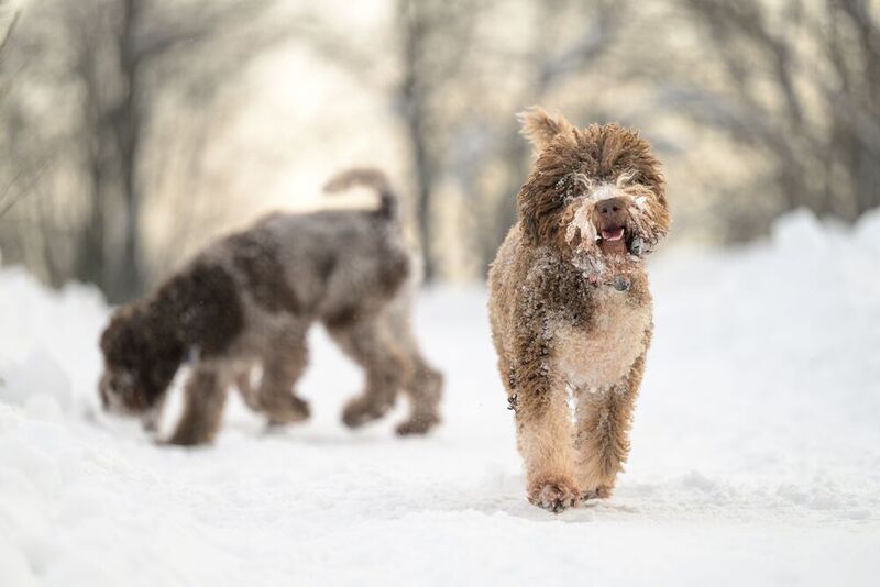 Brothers фото превью