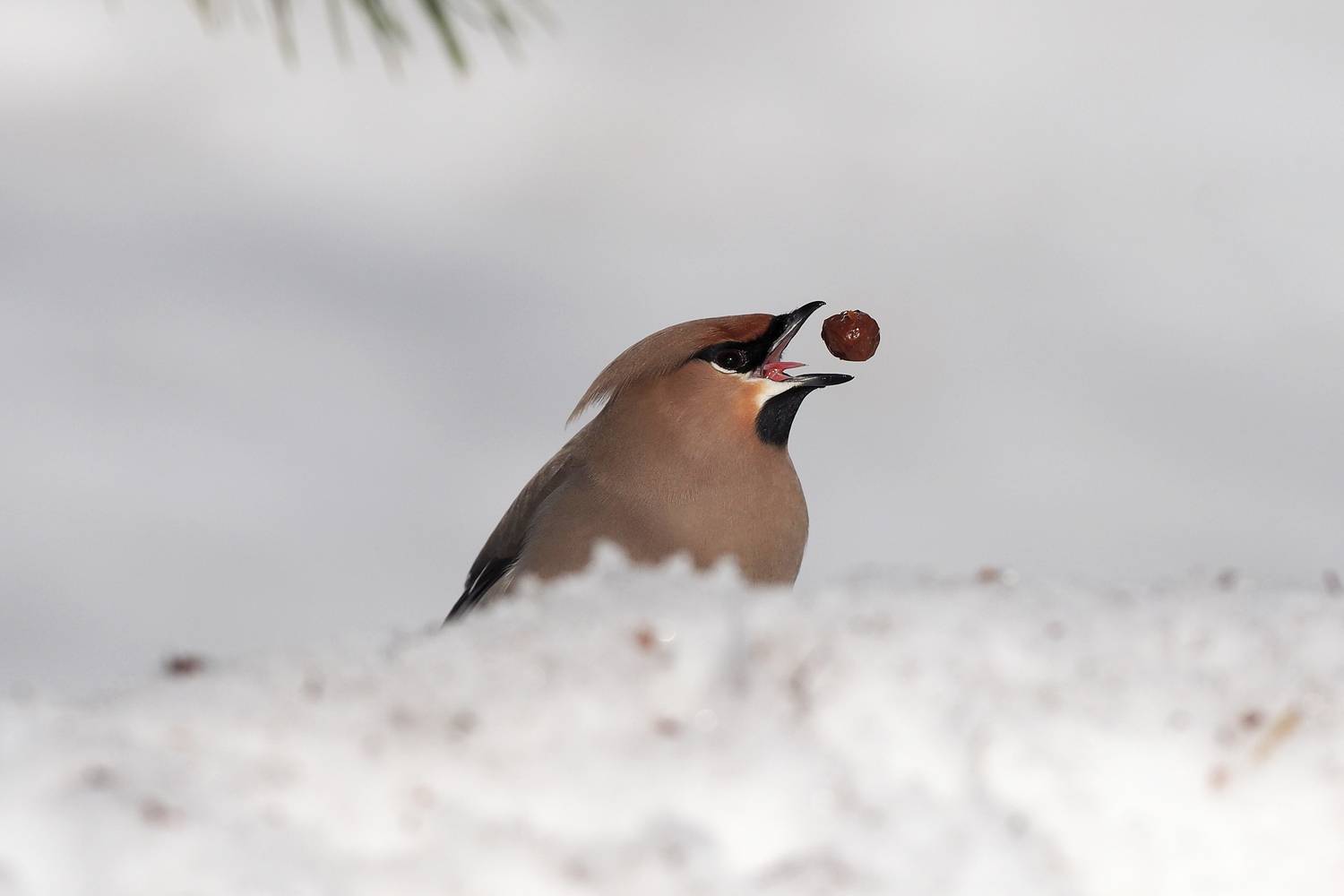 , Нурият Аллаярова