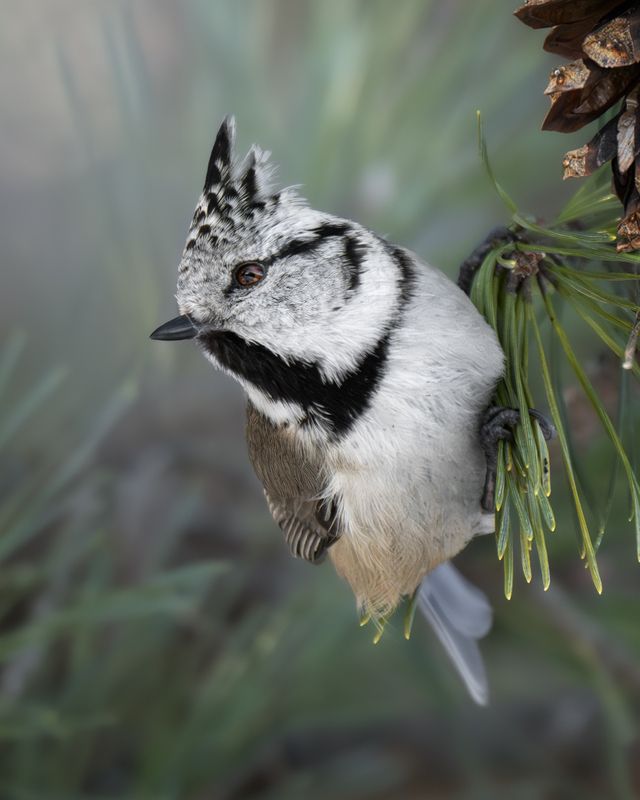 Гренадерка  фото превью