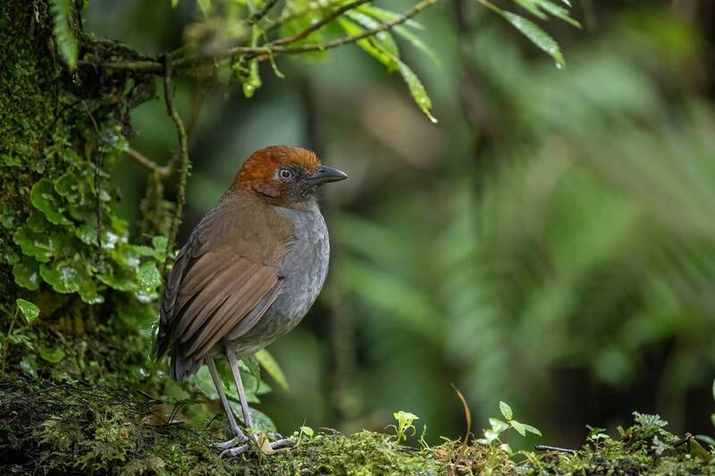 Chestnut-naped Antpitta фото превью
