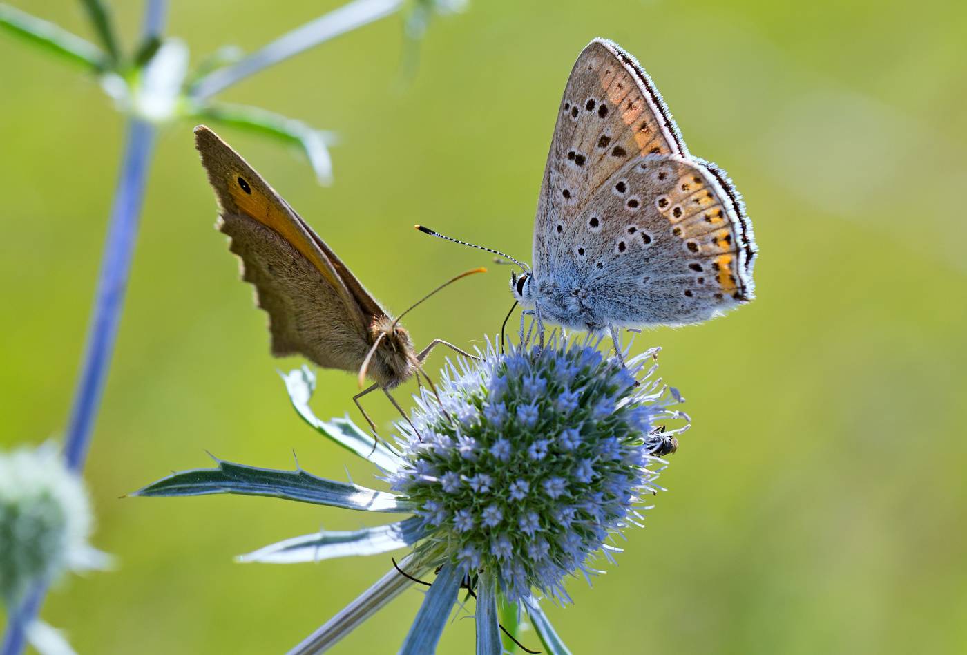 насекомые, бабочка, голубянка, червонец, воловий глаз, бархатница, нимфалида, лето, июль, Борис Новиков