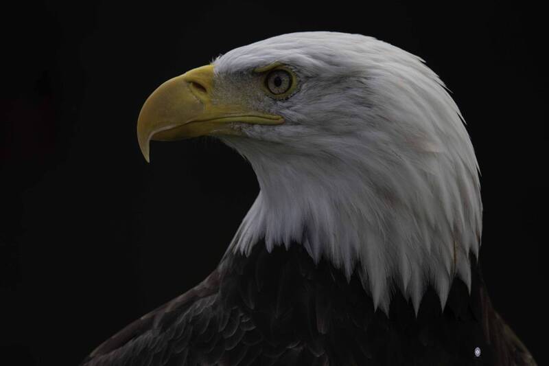 Bald eagle фото превью