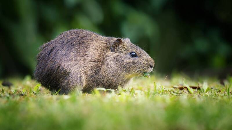 Имя нарицательное фото превью