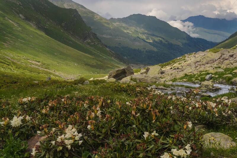С рододендронами. фото превью