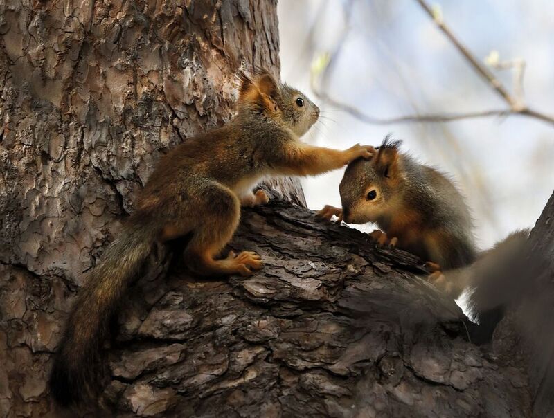 фото превью