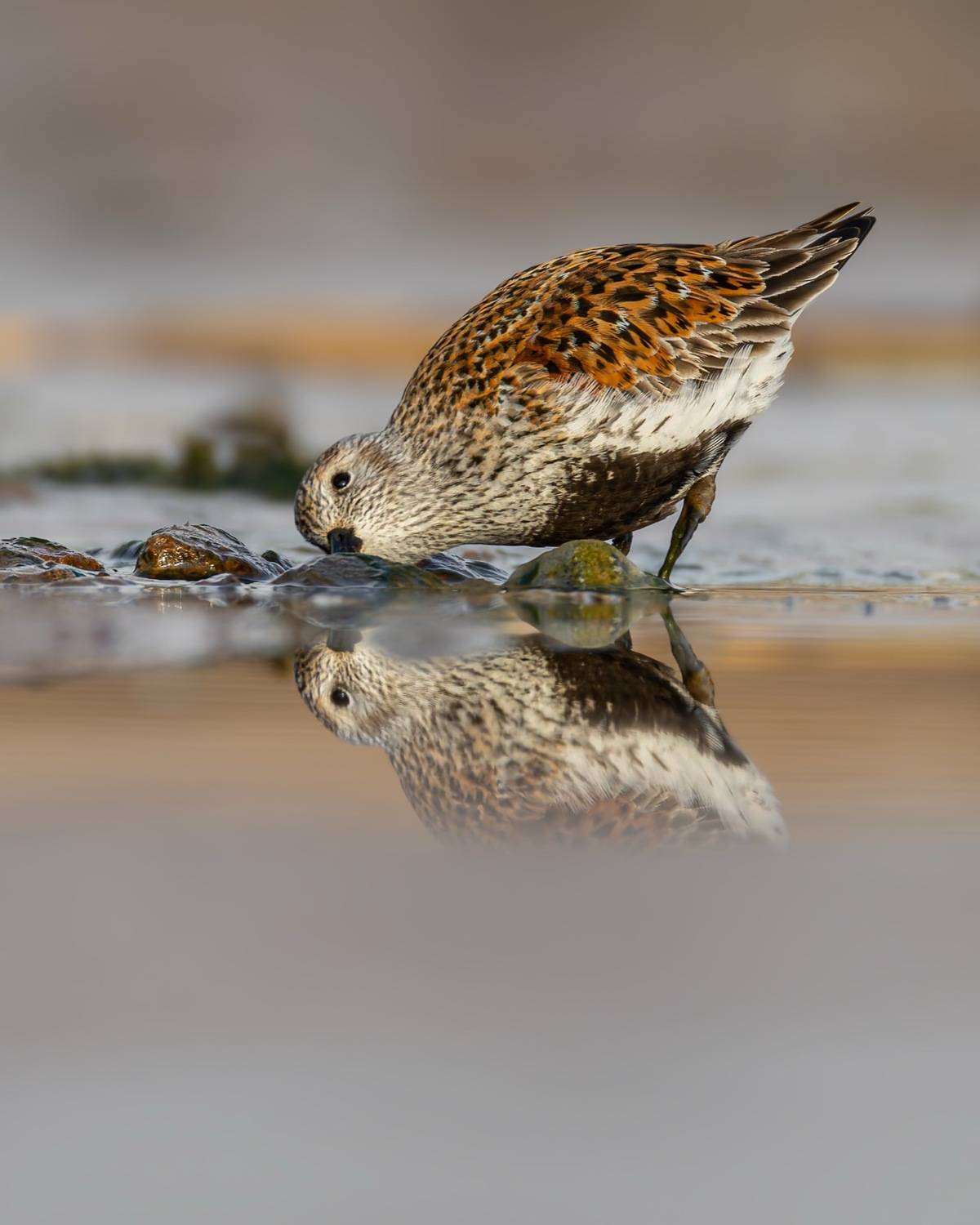 чернозобик, красная книга, птицы, кулик, кулики, Ruslan Pl