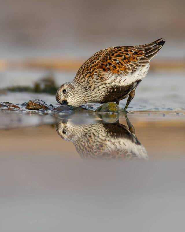 чернозобик, красная книга, птицы, кулик, кулики  фото превью