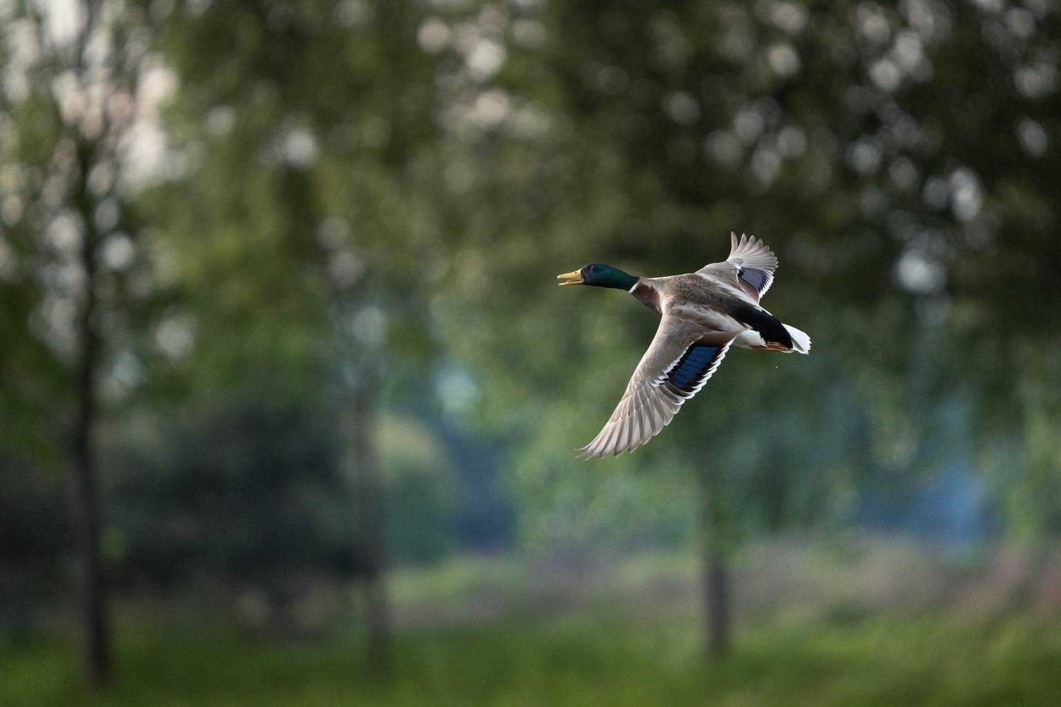 , Юрий Шимаковский