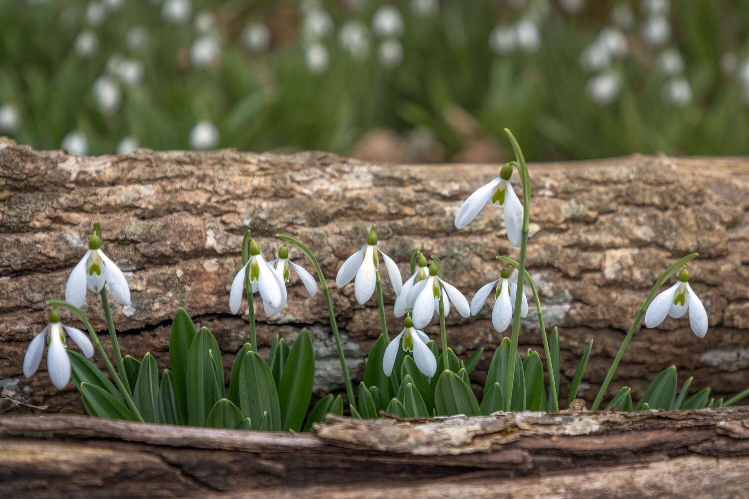 крым, Гусева Елена
