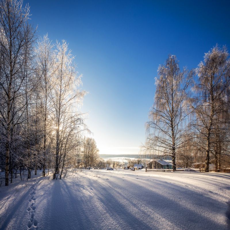 утро, солнце, ярко, яркоеутро, зима, снег, холодно, береза, тени, длинные, длинныетени Яркое утро фото превью