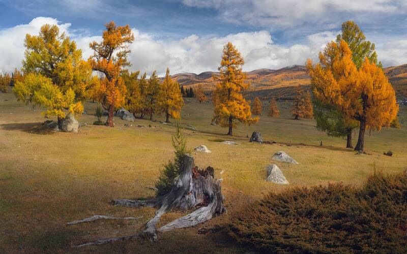 Алтайские пастбища фото превью