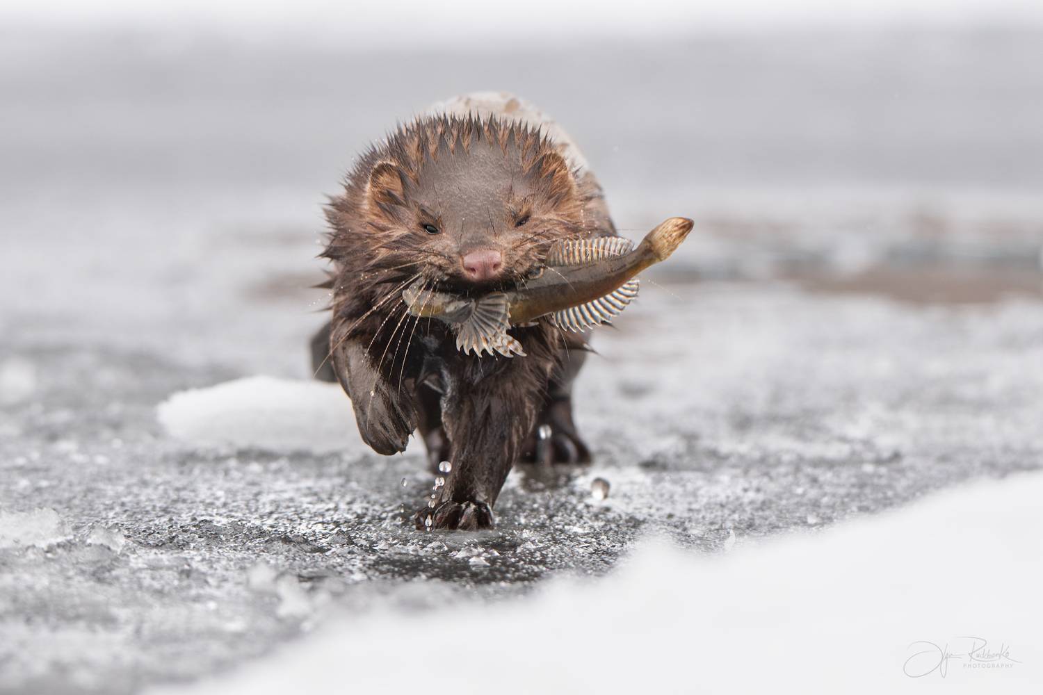 норка, подкаменщик, охота, рыбалка, mink, fish, алтай, neogale vision, американская норка, хищник, Рудченко Ольга
