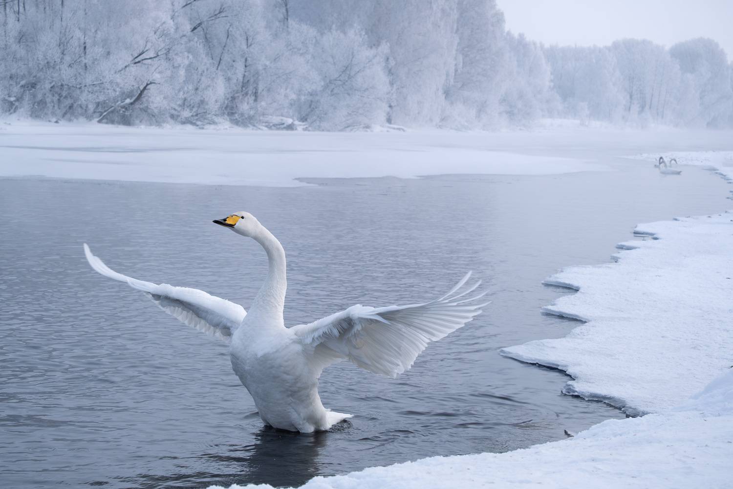 лебедь, лебедь-кликун, алтайский край, swan, swan lake, Александра Тараскина