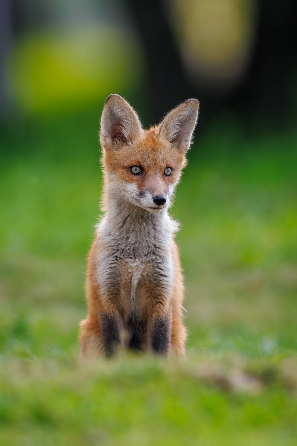 , Антон Науменко