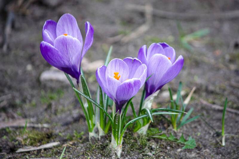 Весна идет! фото превью