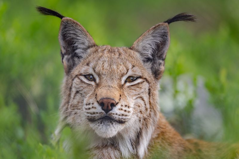 Eurasian lynx фото превью
