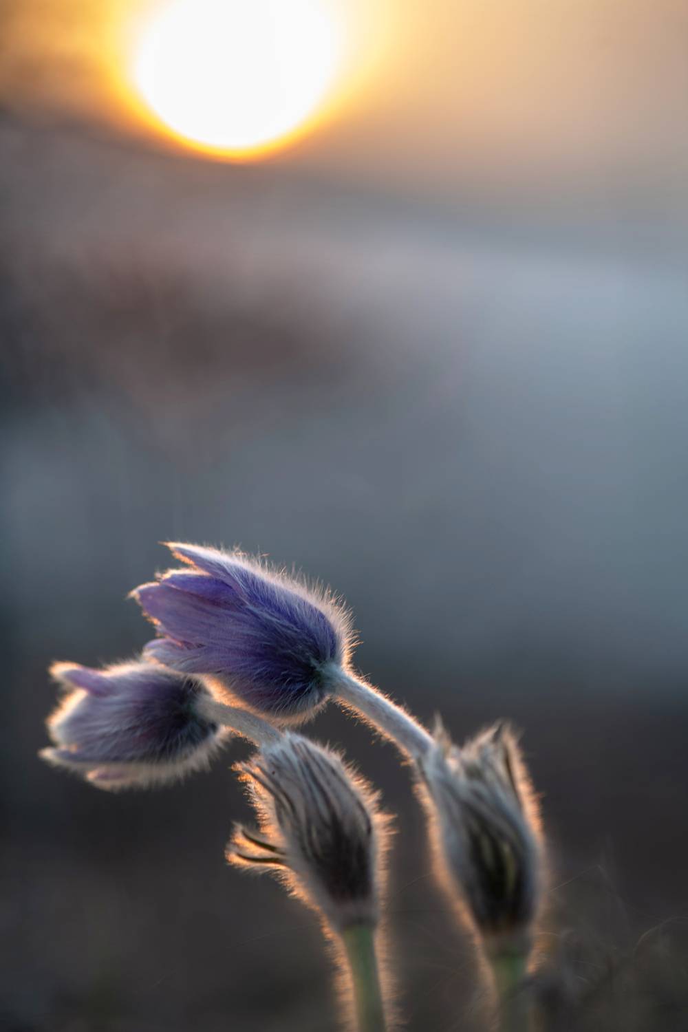 , Виктор Лебедь