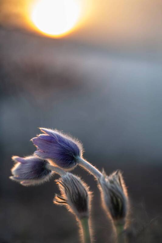 Сон-трава фото превью