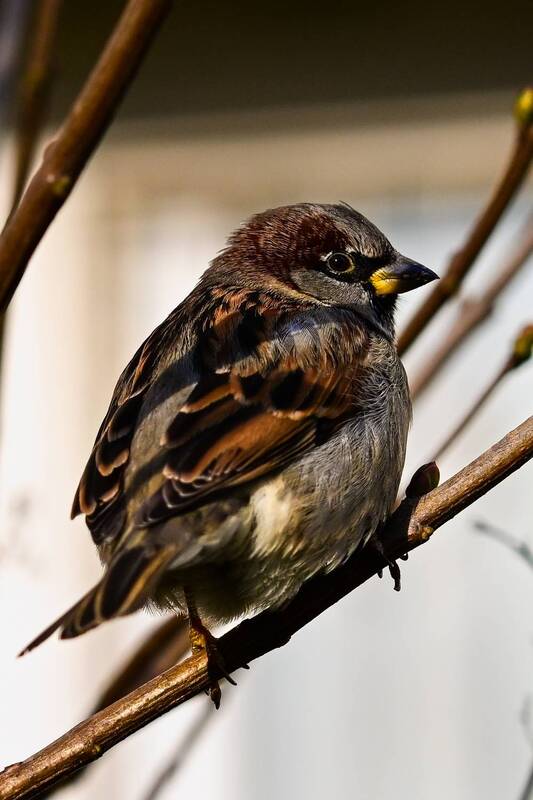 птицы, природа, пейзаж Портфолио фото превью