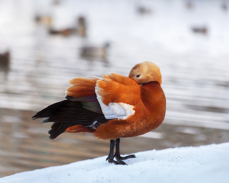 *** фото превью