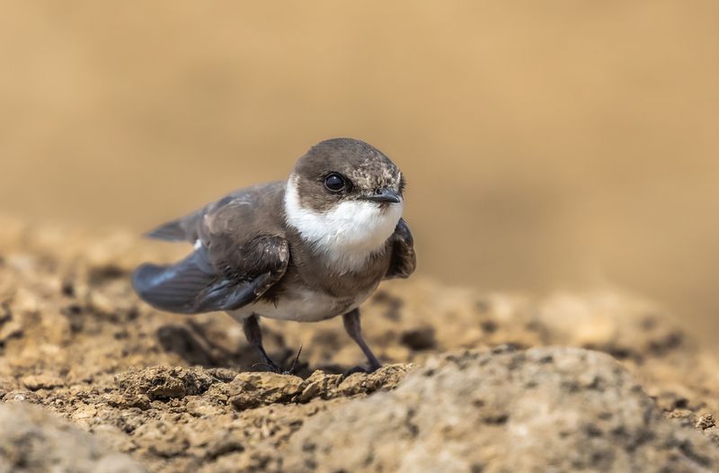 Ласточка береговушка.  фото превью