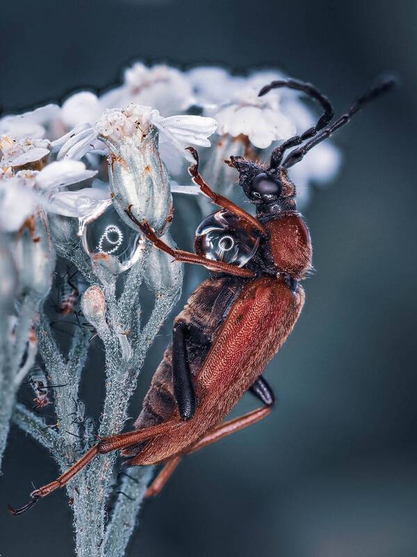 *** фото превью