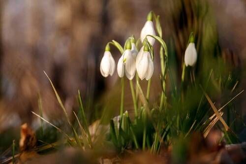 Подснежники