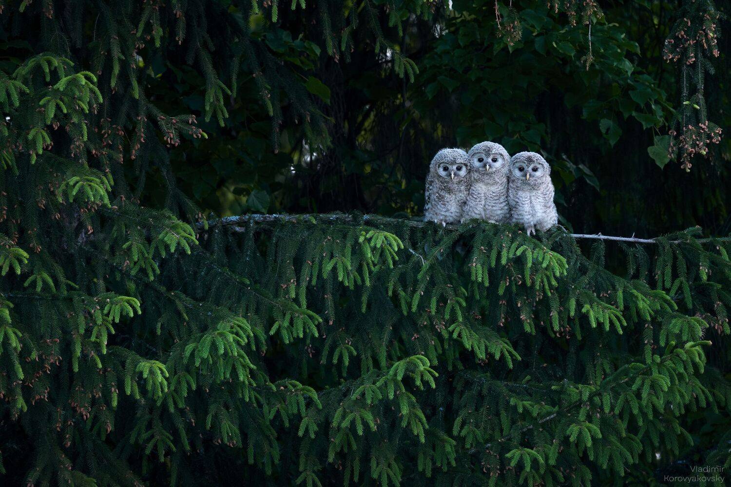 , Vladimir Korovyakovsky