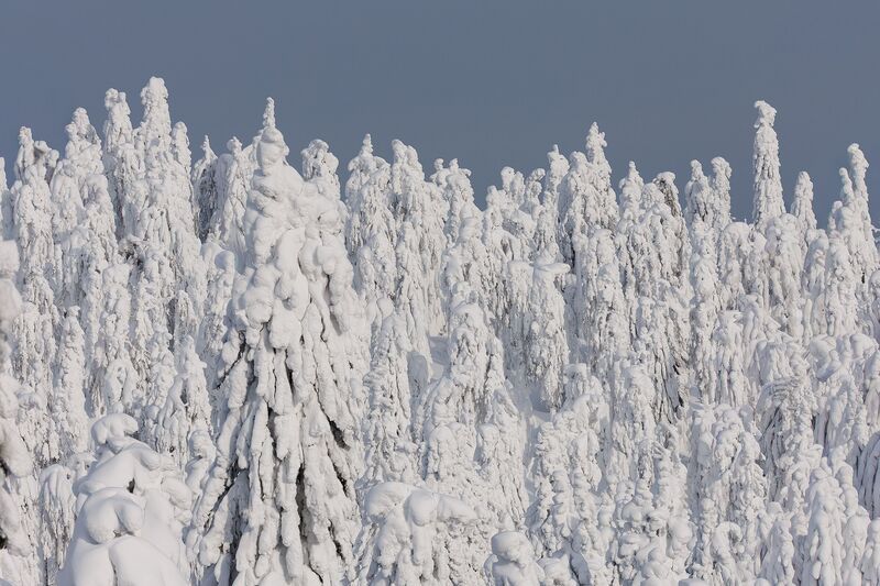 Урал, Полюд, Зима Лес, укутанный снегом: виды с Полюда фото превью