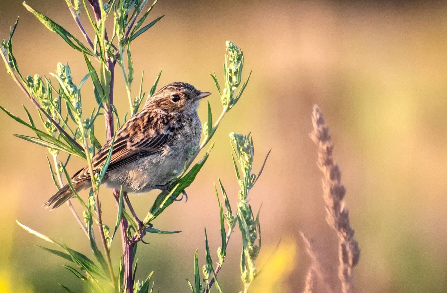 , Олег Тыркин
