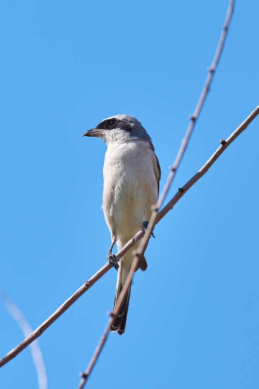 Lanius collurio, Обыкновенный жулан Обыкновенный жулан фото превью