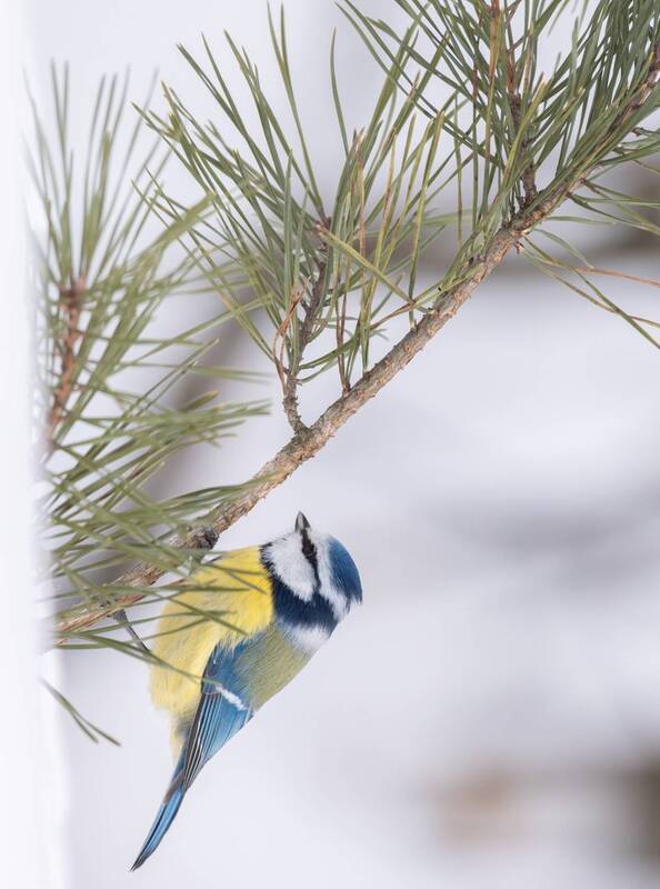 Лазоревка (Cyanistes caeruleus) фото превью