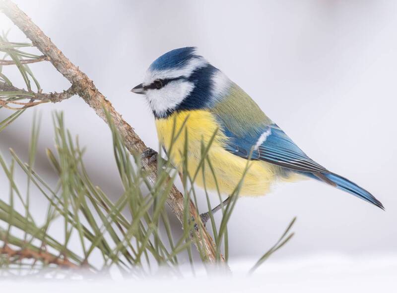 Лазоревка (Cyanistes caeruleus) фото превью