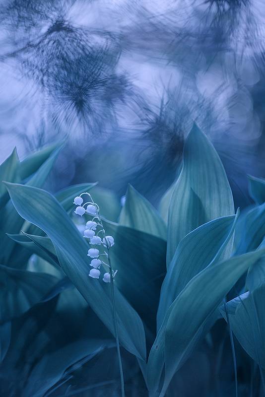 цветы, ландыши, весна, ландыш, Sokolova Tatiana