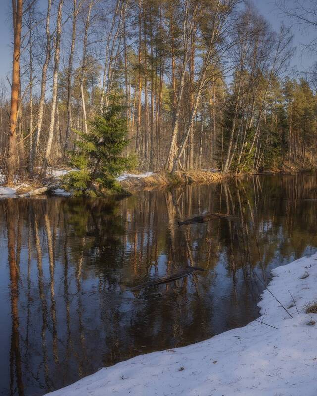 весна, лес, ленобласть Весна в лесу фото превью