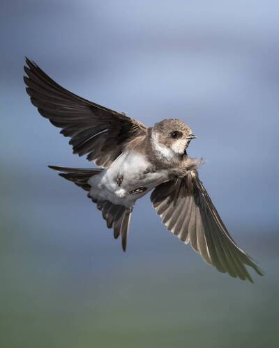 Береговая ласточка (Riparia riparia) 