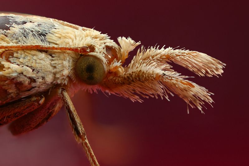 макро, природа, бабочка, портрет, насекомое, цвет, розовый Морда фото превью