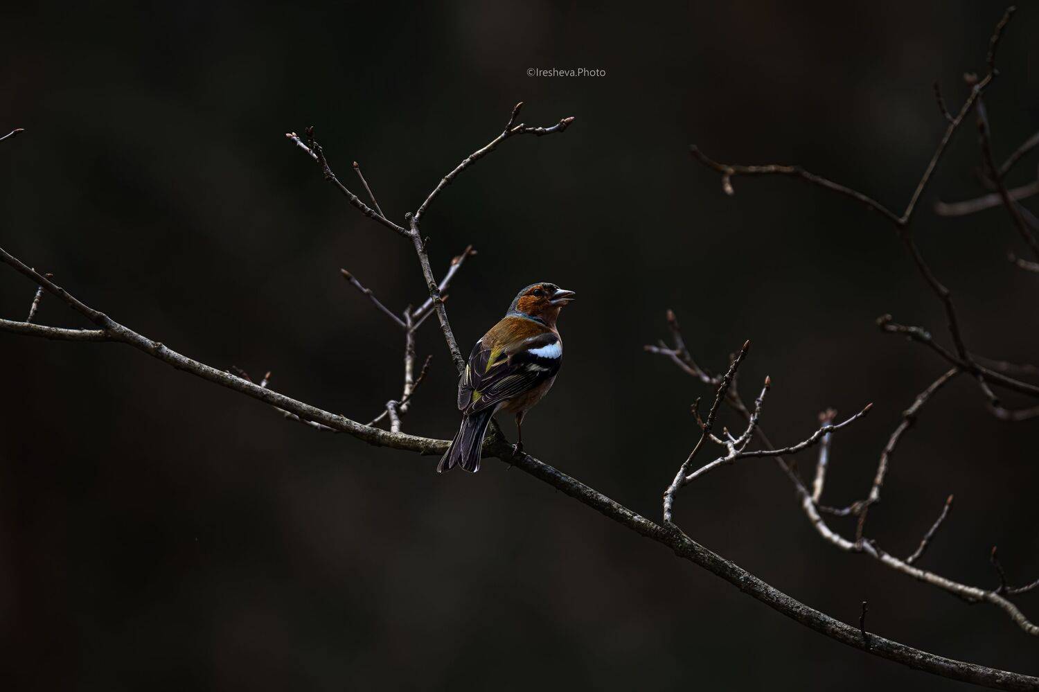 Зяблик, птица, Ирешева Мария