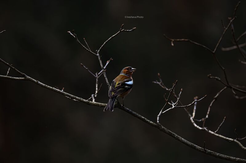 Зяблик, птица Зяблик фото превью