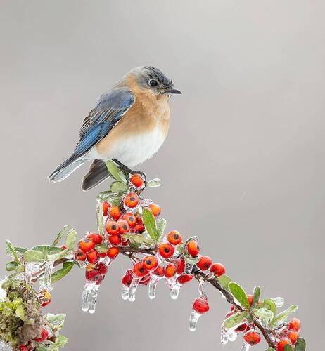 Восточная сиалия - Female. Eastern Bluebird
