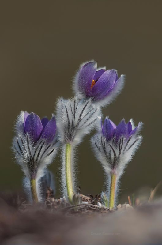 сон трава, прострел, челтер мармара, природа, макро, севастополь Крымский сон фото превью